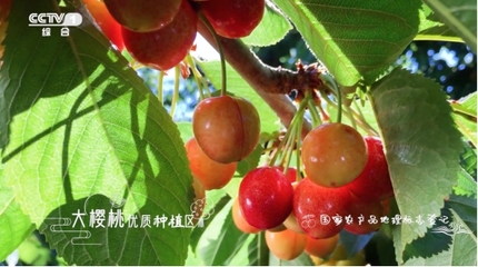 堅持走農(nóng)產(chǎn)品品牌化道路 遼寧&ldquo;大連大櫻桃&rdquo;登陸央視